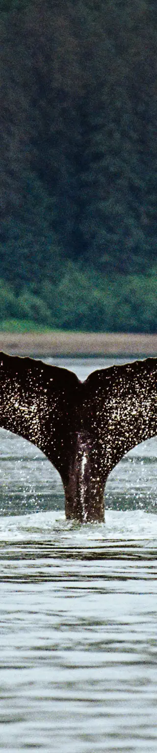 Entdecke das Leben der Wildtiere